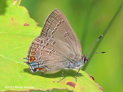 Edwards' Hairstreak